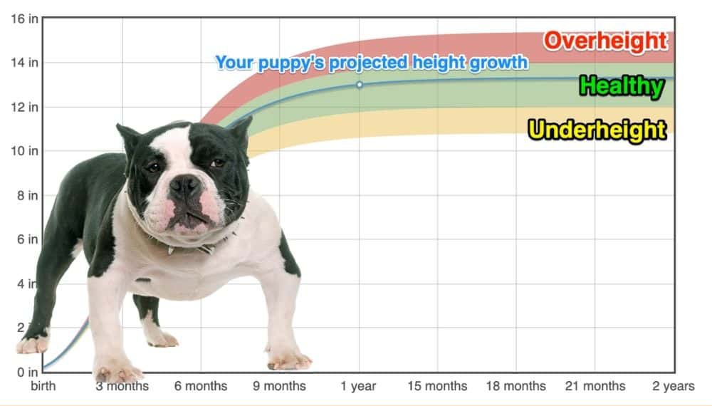 American bully hot sale weight chart